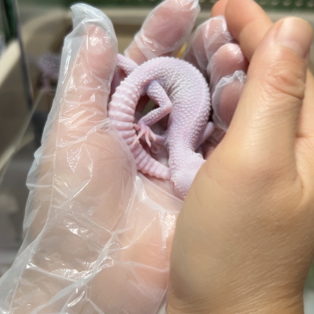 豹纹守宫豹纹守宫