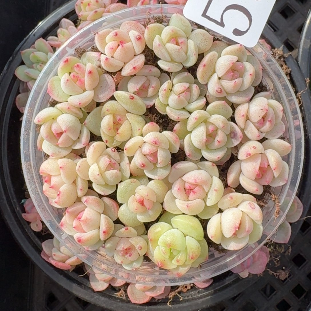 多肉植物多肉植物598