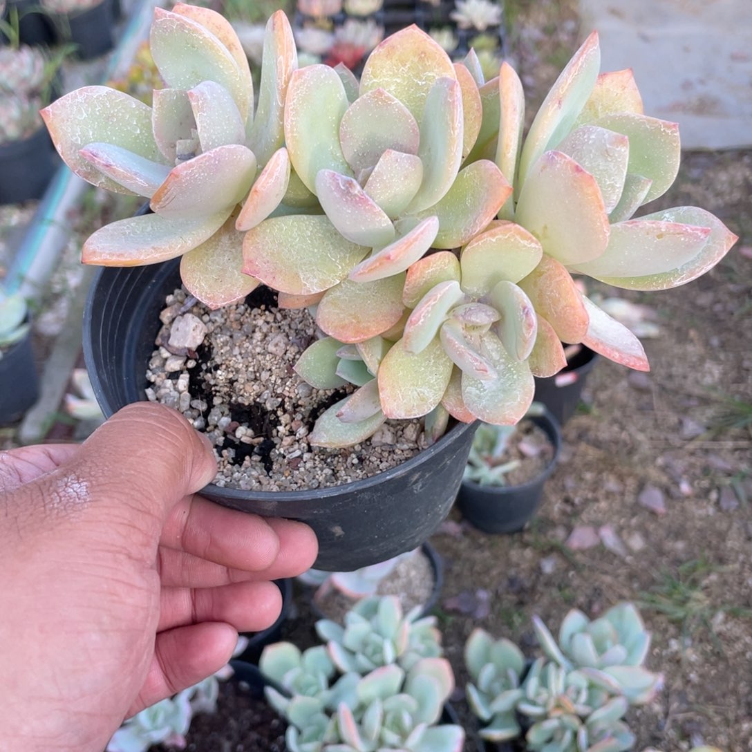 兜****2956  白凤  六月六