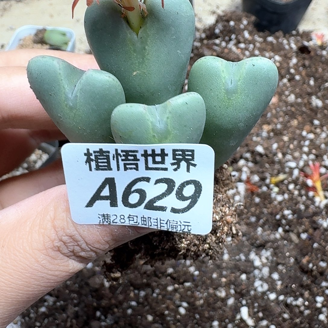 多肉植物的润泽dgh