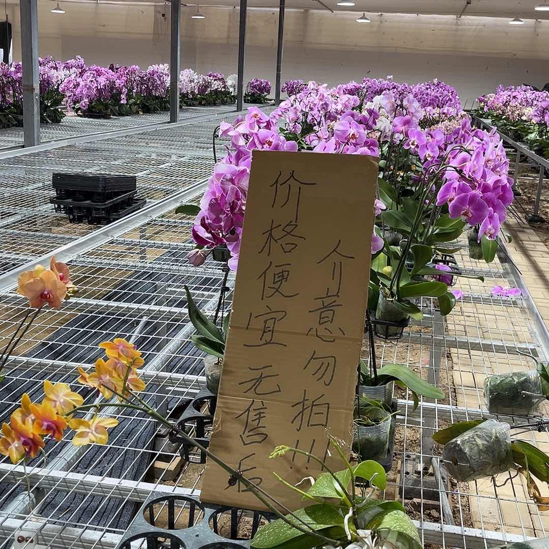 刘***蹦完全开放蝴蝶兰1个 不售后