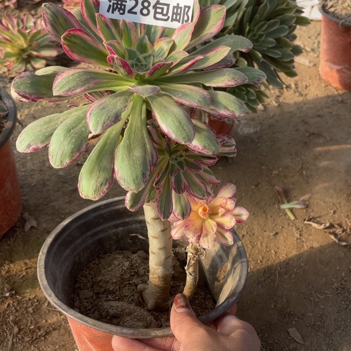 1303二号棚V仅仅多肉B