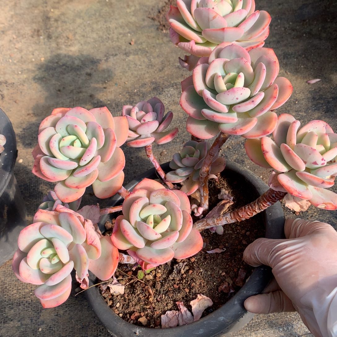 白月光多肉一物一拍