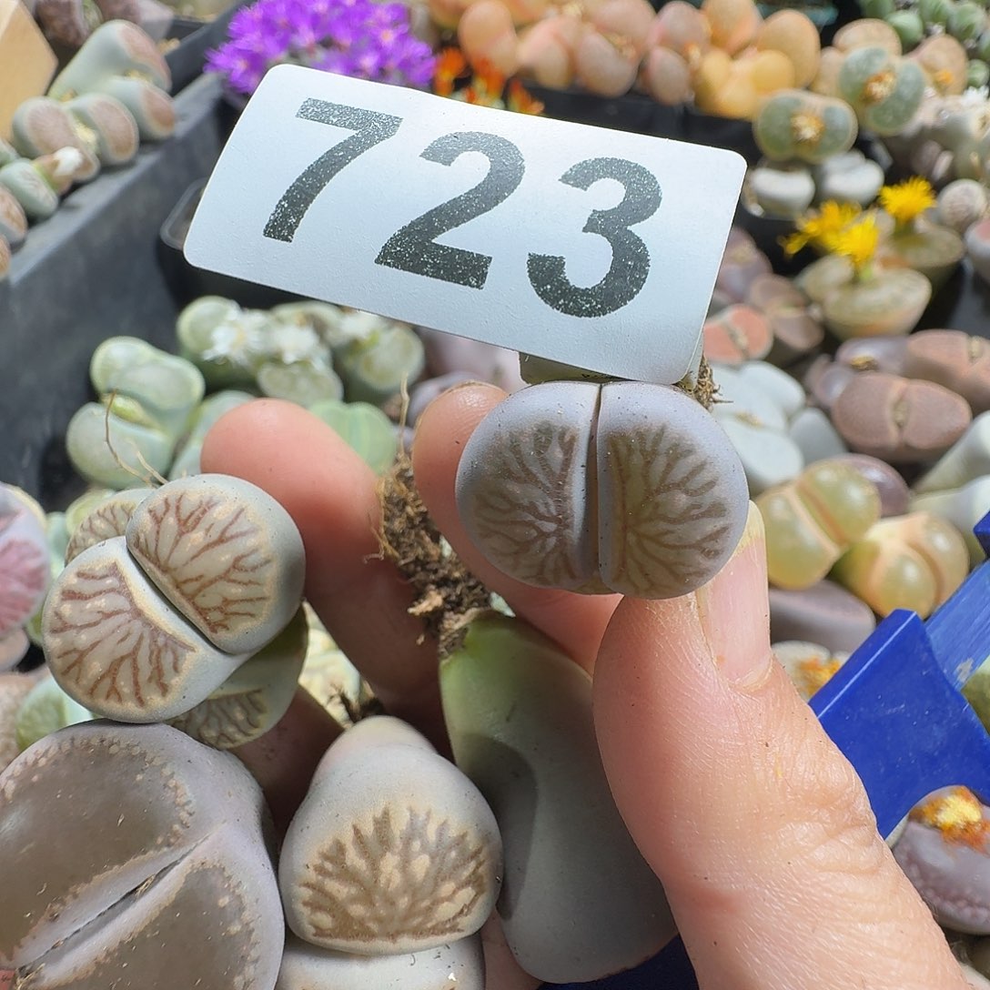 快***坊生石花一物一拍723