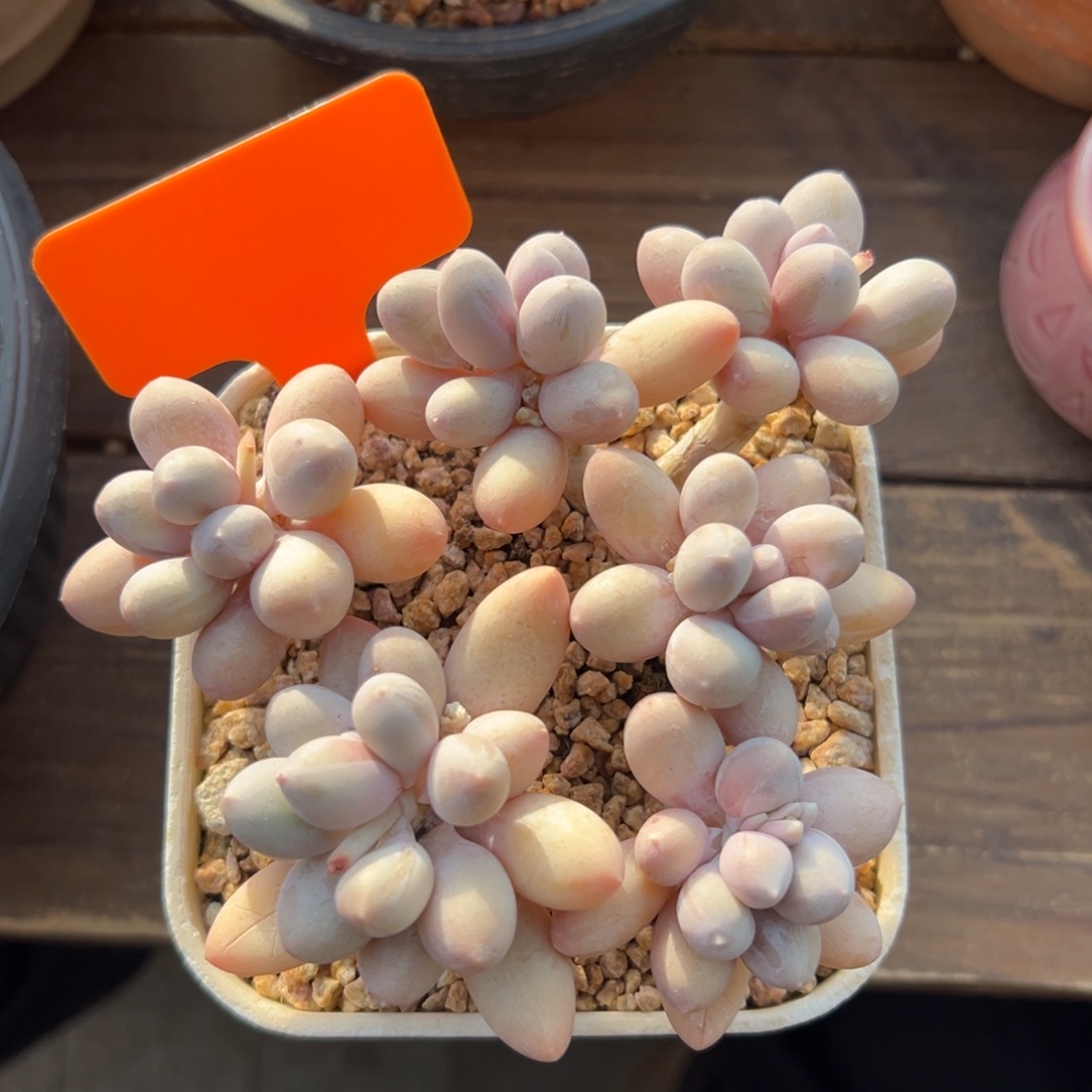 香水手指1111111111111