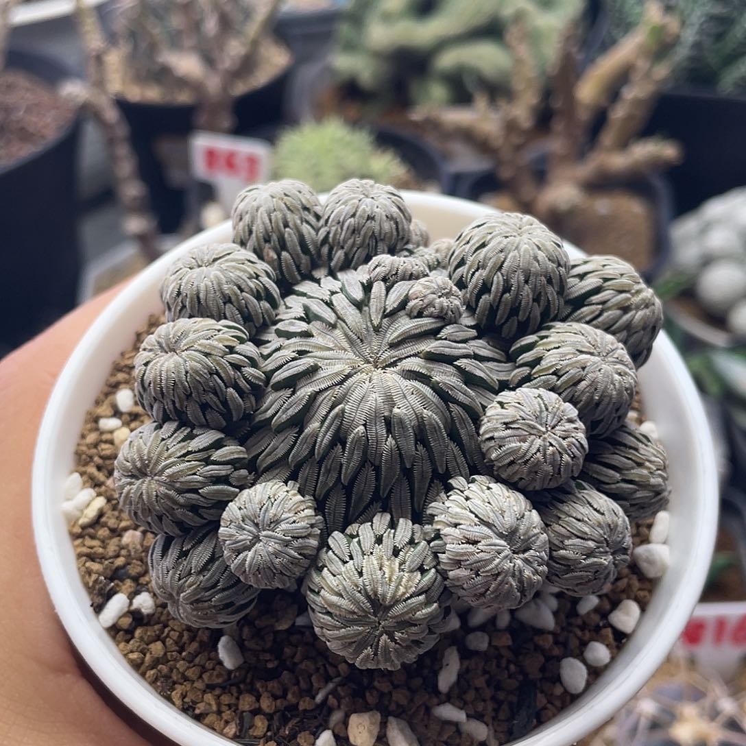 捧花精巧丸群仙人球多肉