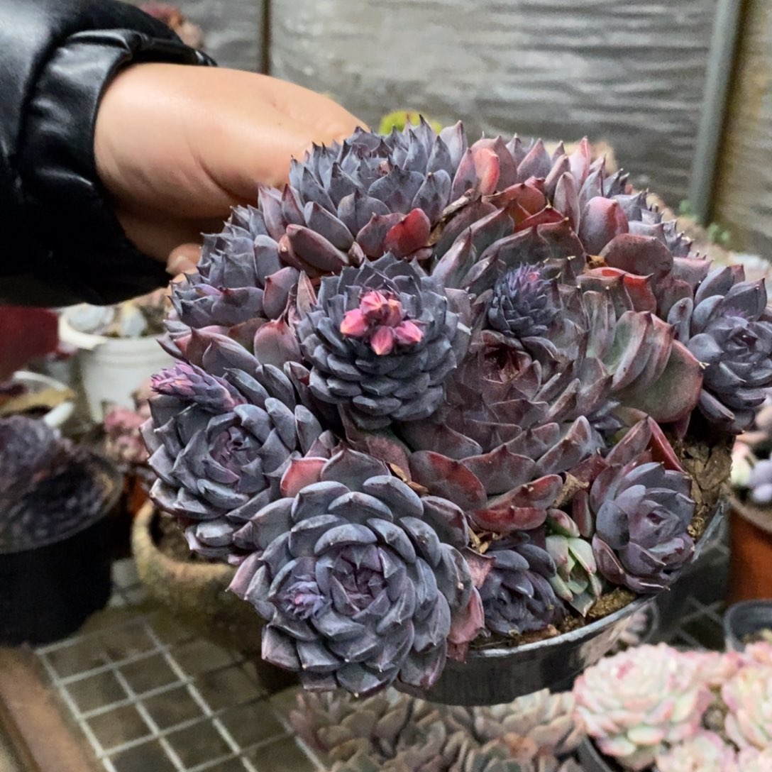 蓝色妖姬大盆整桩，160杯