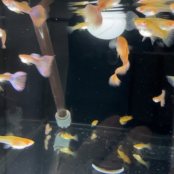 孔雀鱼金粉3对亚成