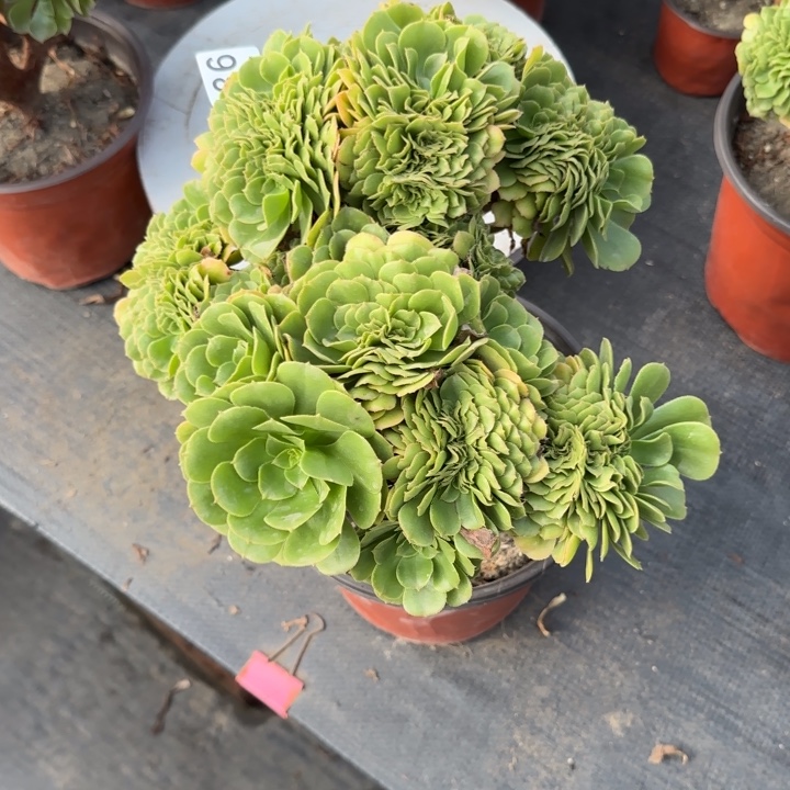 多肉植物绿羊绒缀386