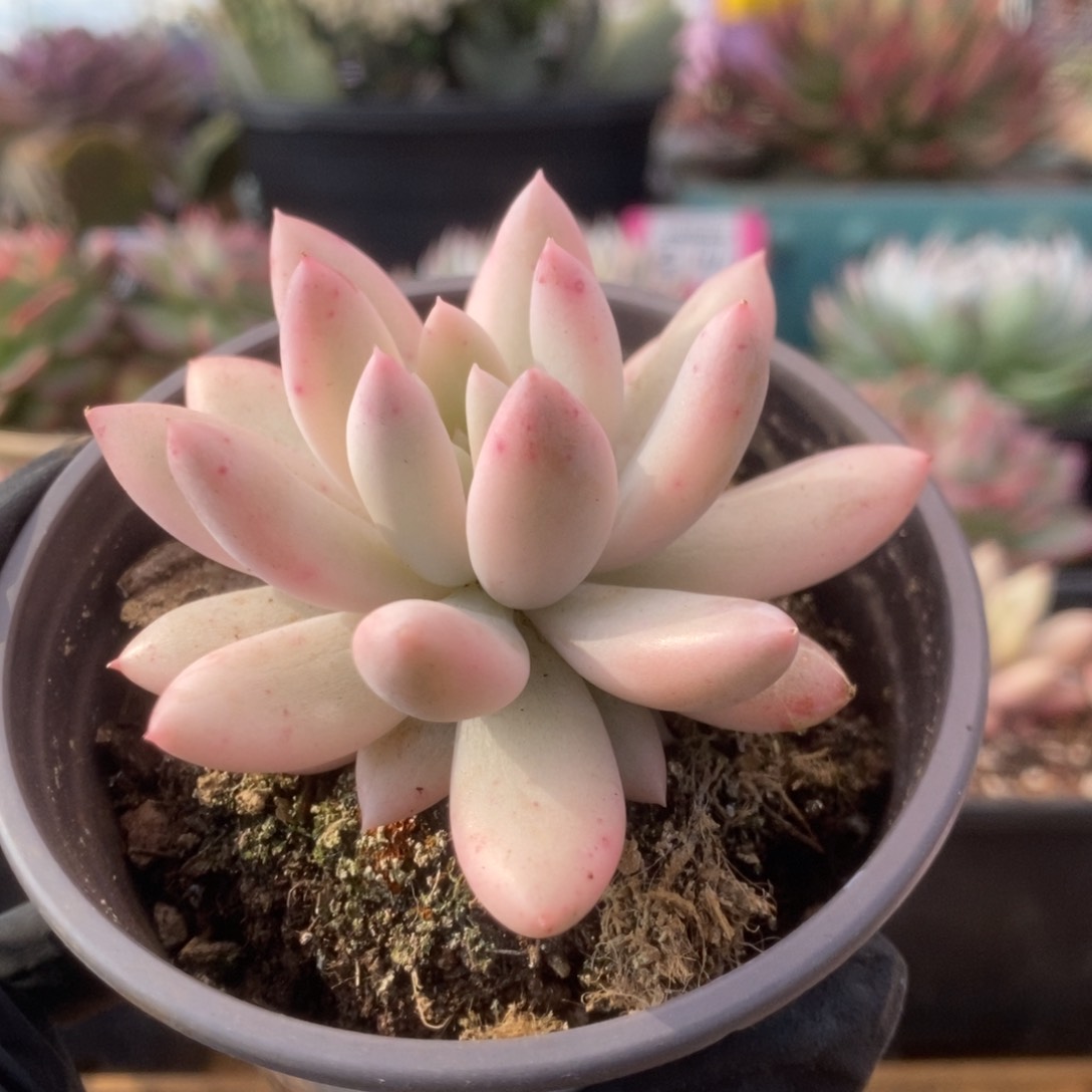 627所罗门锦锦锦锦锦