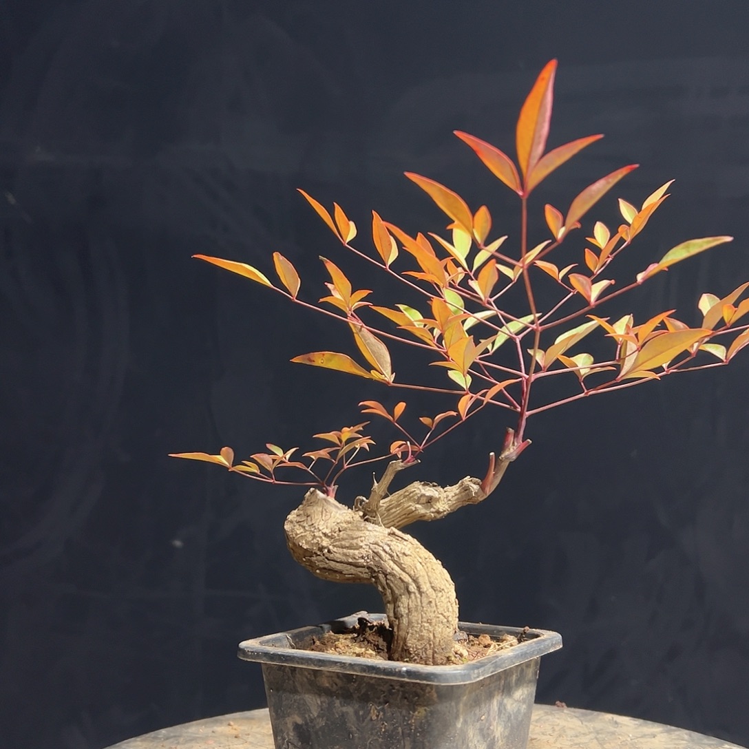 不开花植物v11111111111