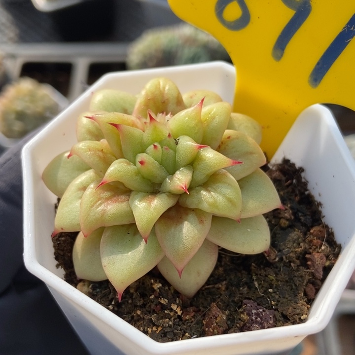 891玛利亚锦多肉植物