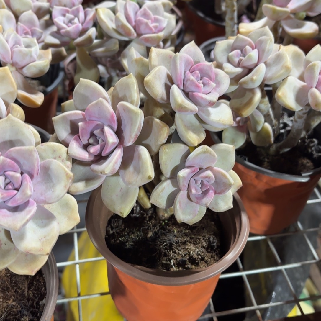 紫乐多肉整群11㎝盆