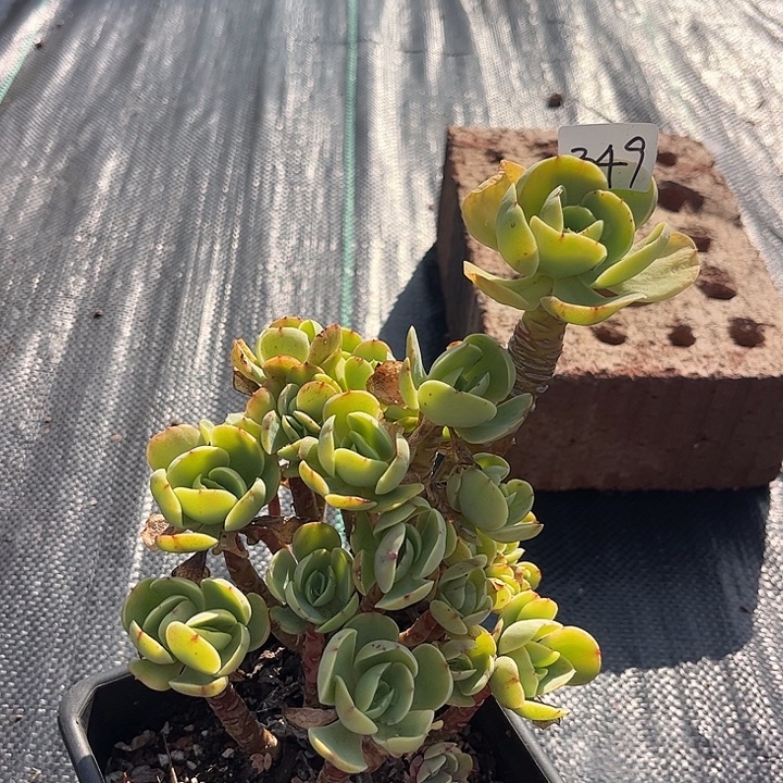 赣***计349不售后奇兵脱土发货不退不换