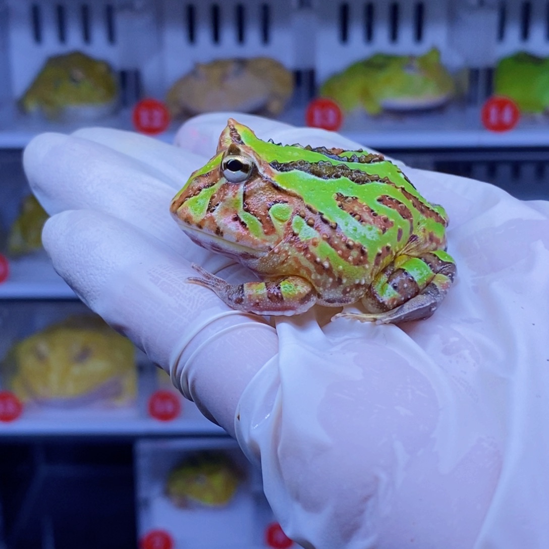 角蛙角蛙3-10cm闪购专享链接