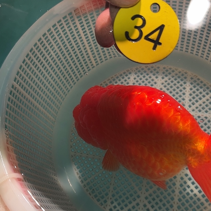 金鱼啊啊啊啊啊啊啊啊