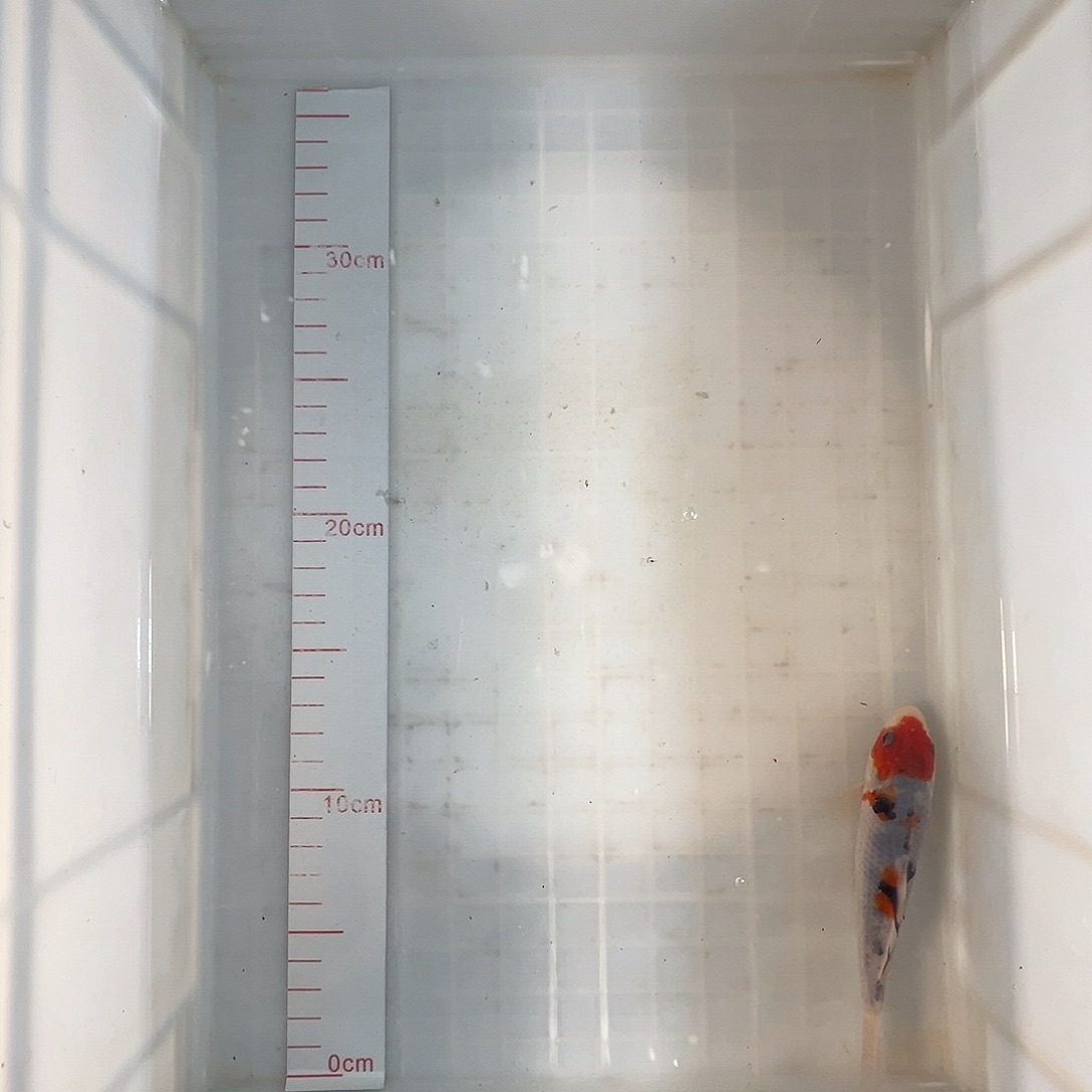 锦鲤巴塞罗那大正