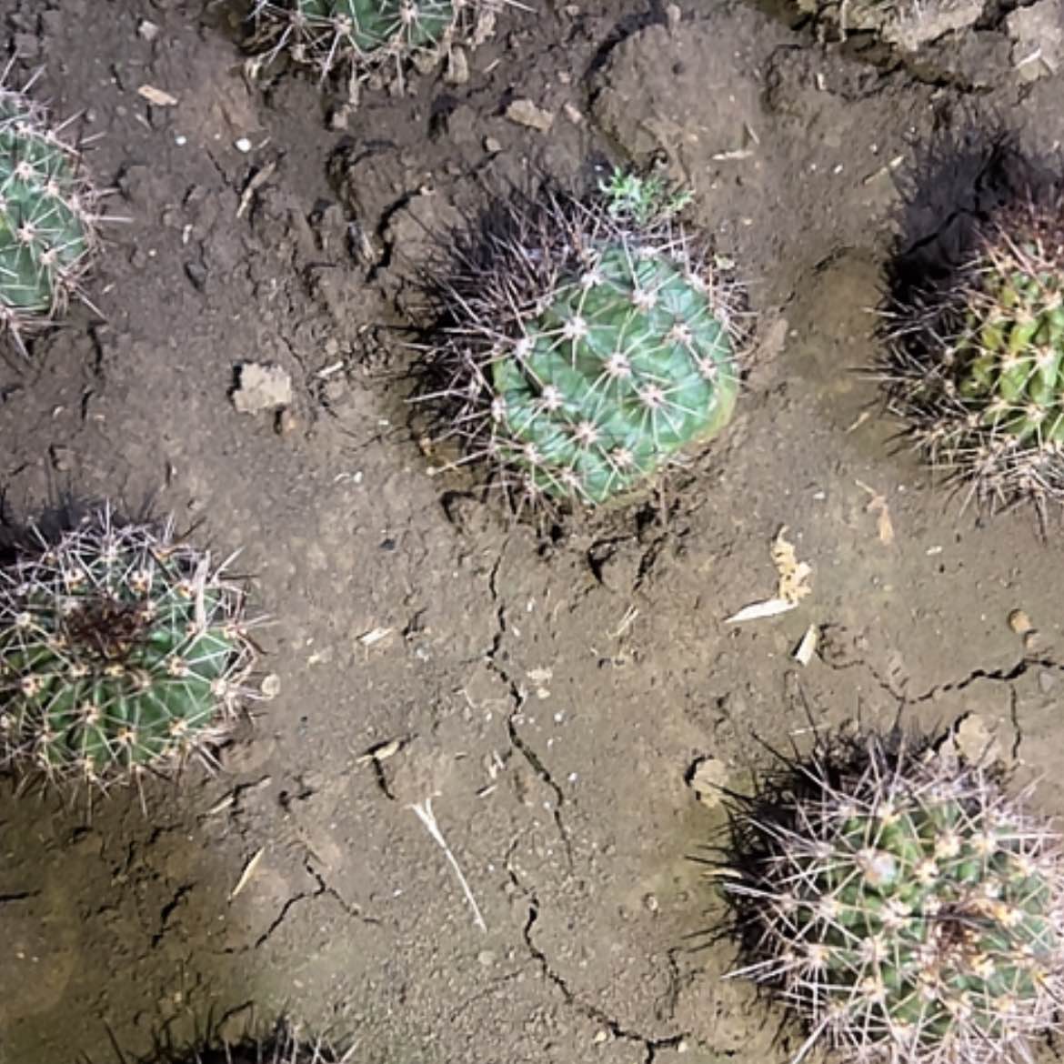 【闪购商品】苏乞儿侧牙凉好带花球体不大