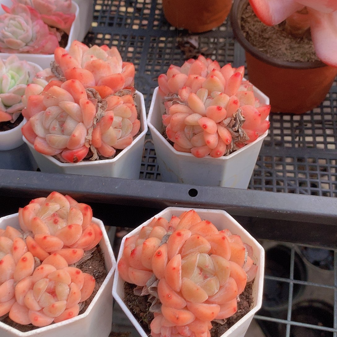 2颗冰橙345677889900