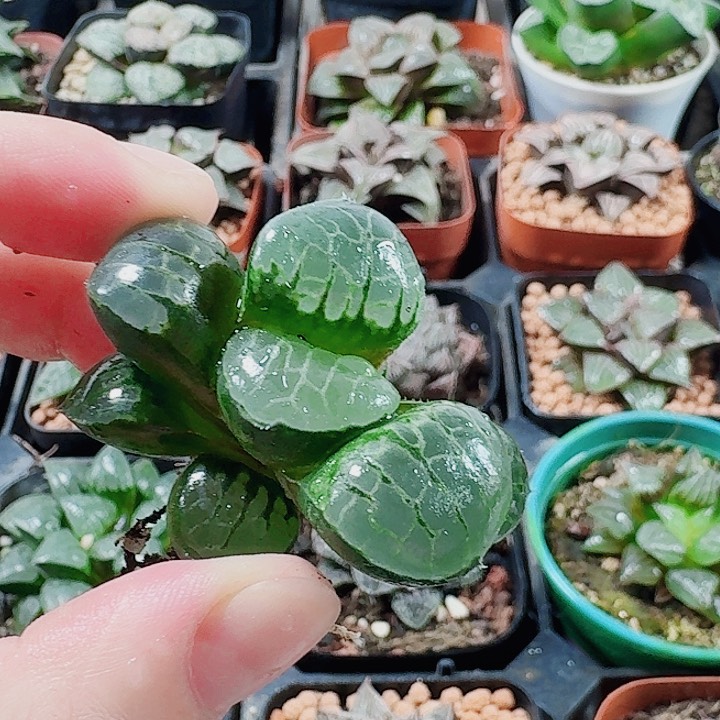 无花朵十二卷。 水晶葡萄无根。福利