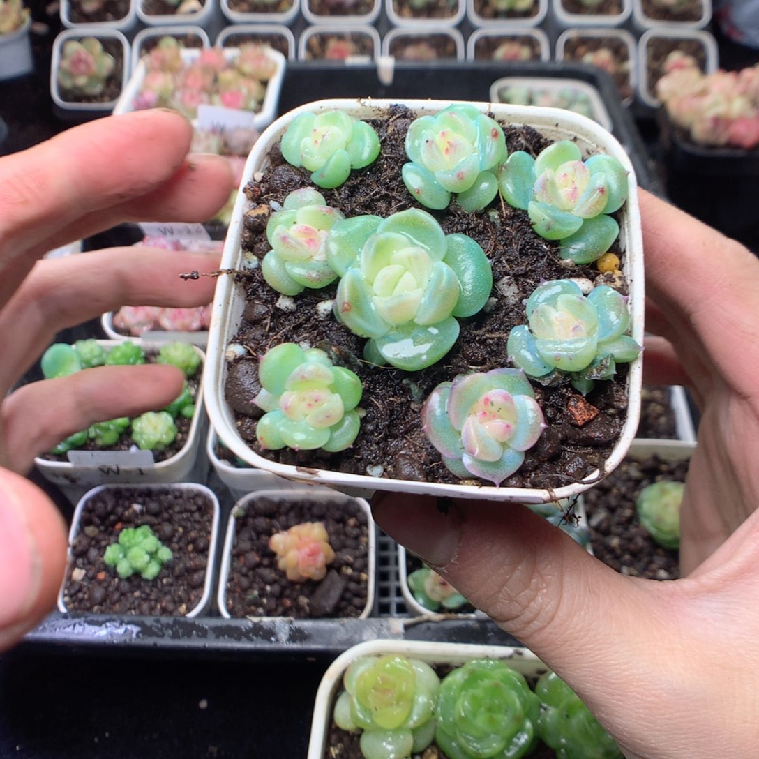 无花朵W15 瑶瑶yyyyyy