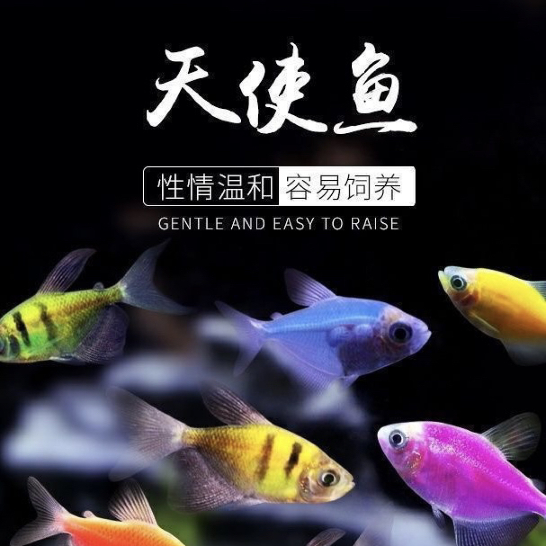 天使鱼小型热带观赏鱼颜色丰富群游好养适合新手饲养