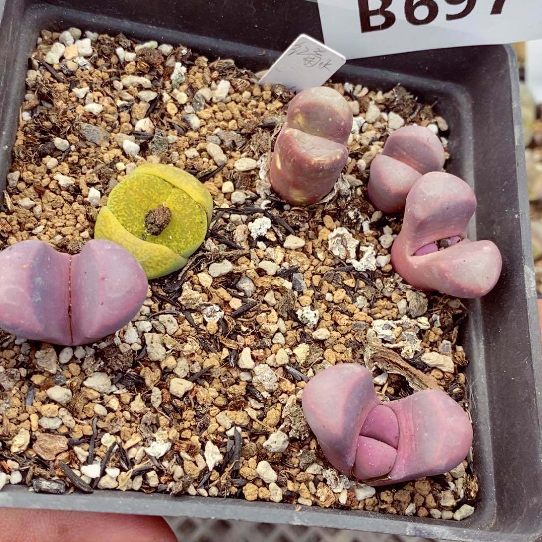 我的小姐姐们都是我的697