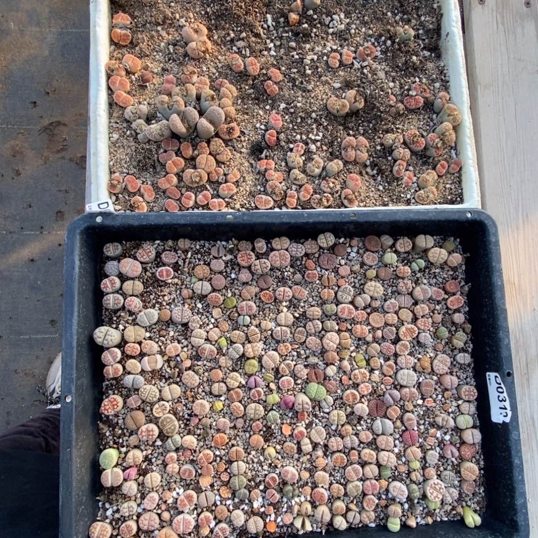 肥***猫0393 生石花混合脱土发货