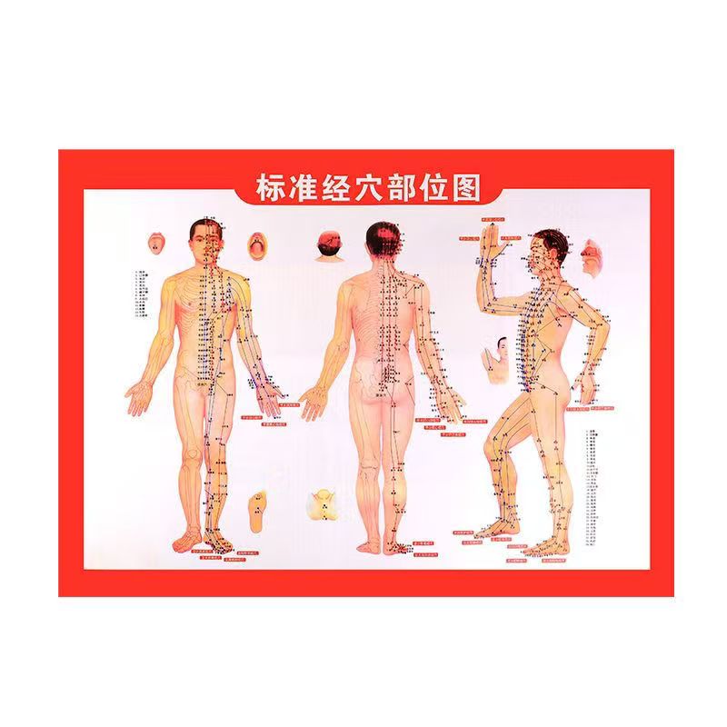高清标准全身家用艾灸按摩人体经络穴位挂图正版