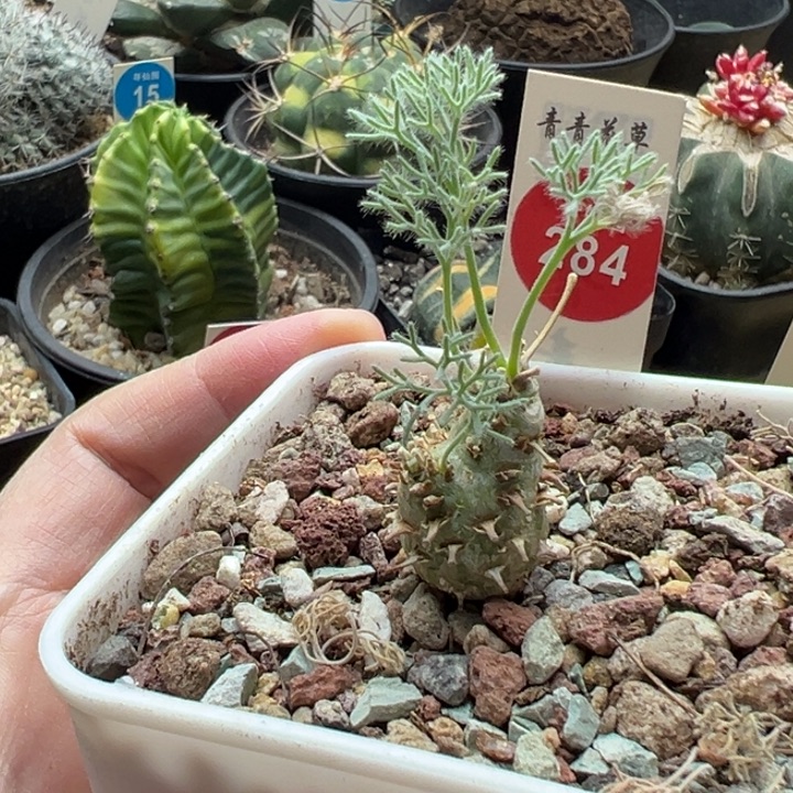 白皮月界1.6cm一棵仙人球