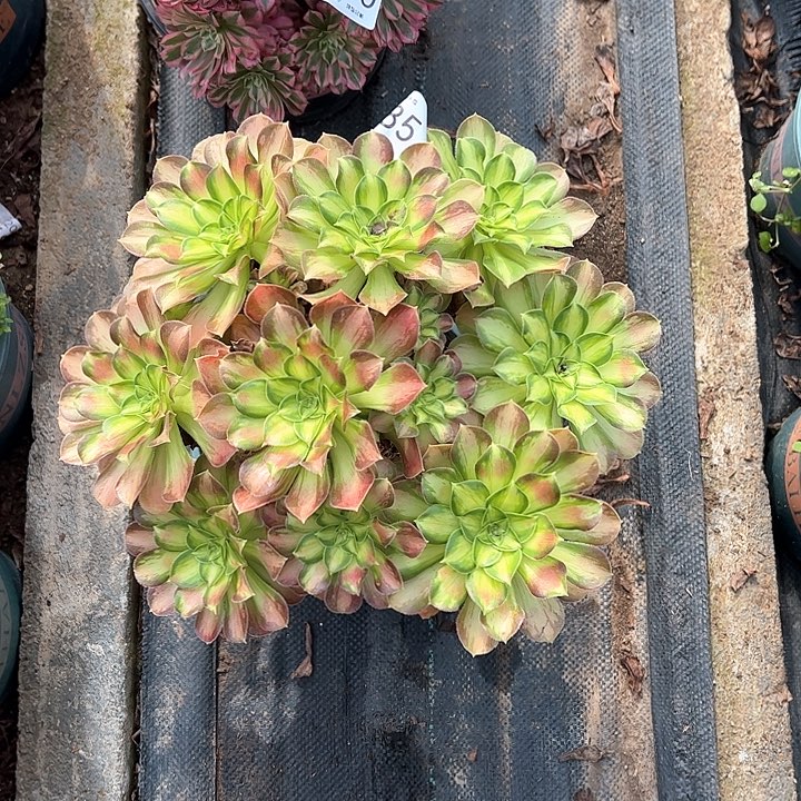 0385韶华多肉植物