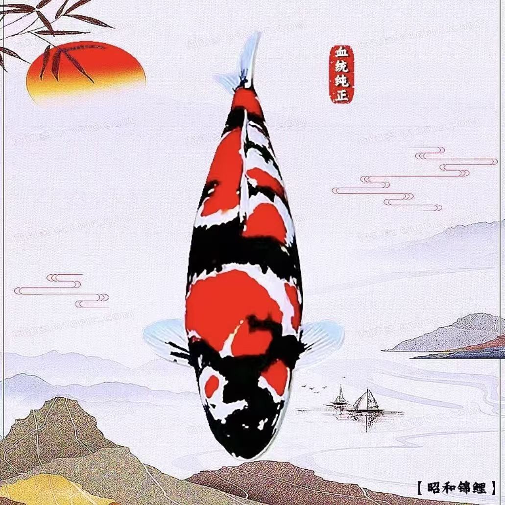 1锦鲤观赏鱼留养级红白大正精品锦鲤好养耐活渔场直发锦鲤昭和白