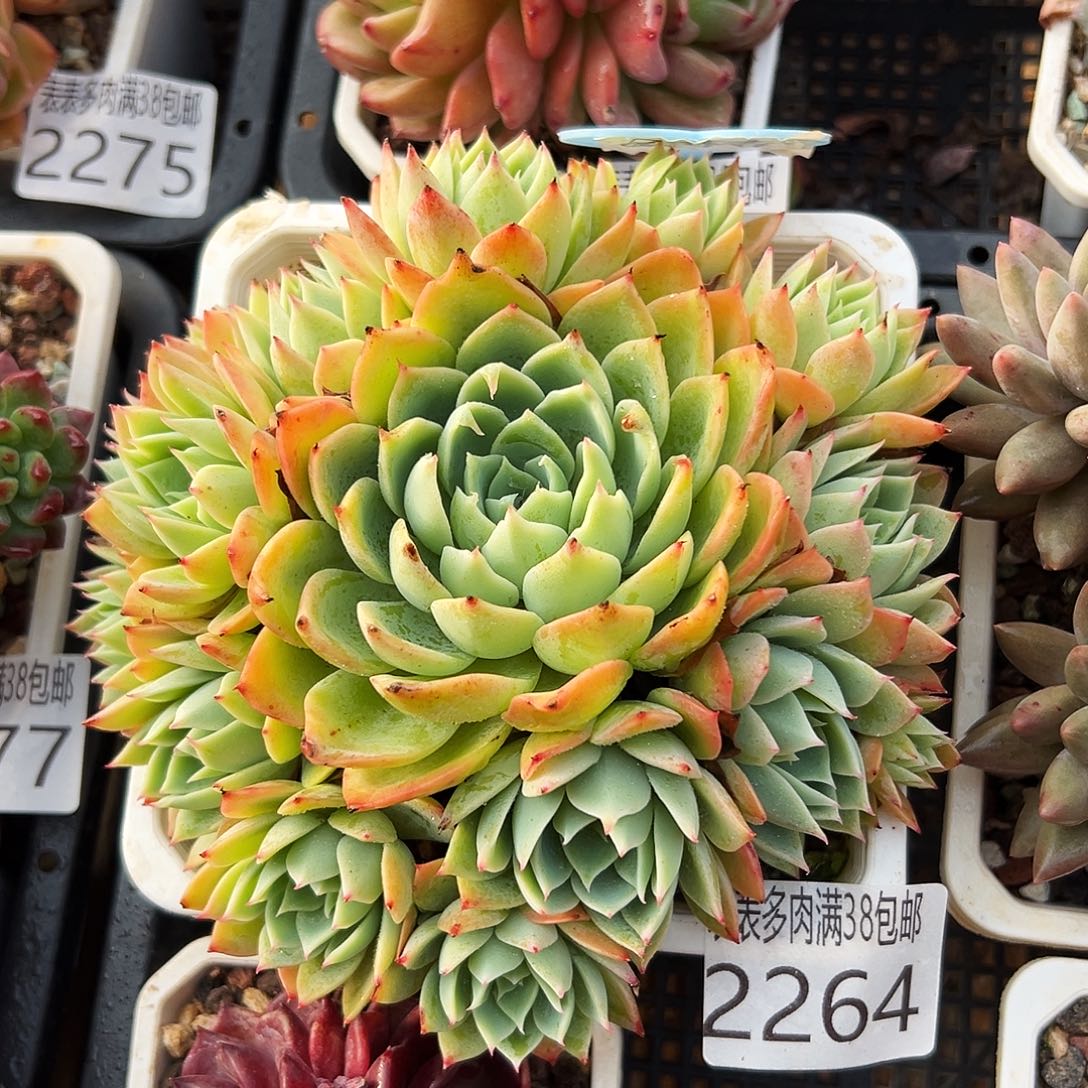 多肉一物一拍植物2264