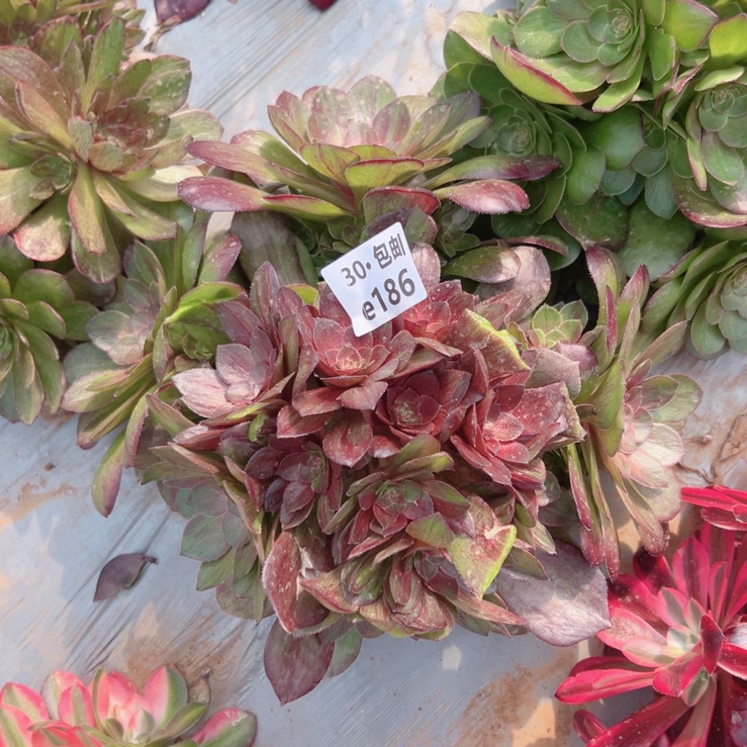 186花月夜多肉法师