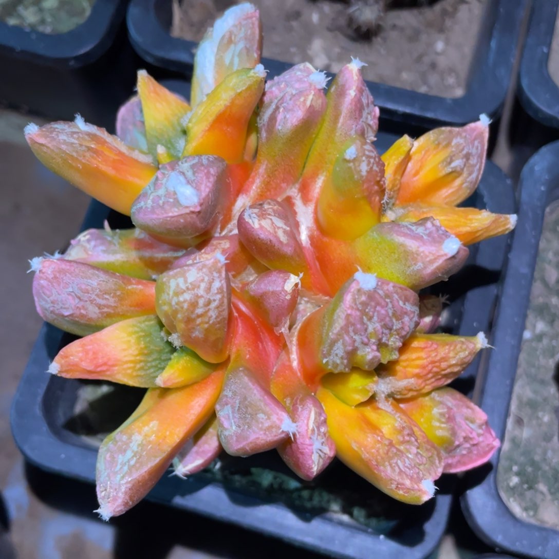 四头连体 菜花牡丹锦 仙人球