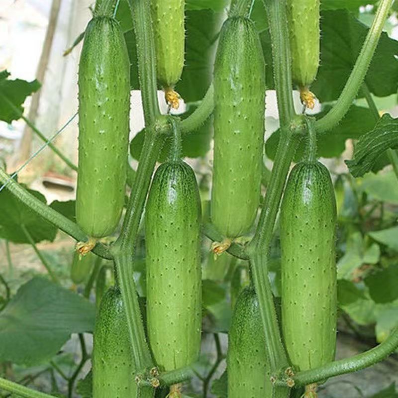甜脆水果黄瓜种子青皮绿肉黄瓜玉女奶油黄春秋播种蔬菜种子