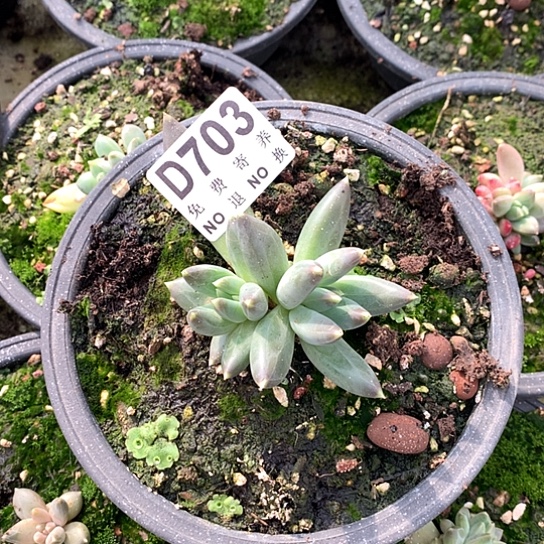 TTN703 亏本处理38包邮7-8天发货