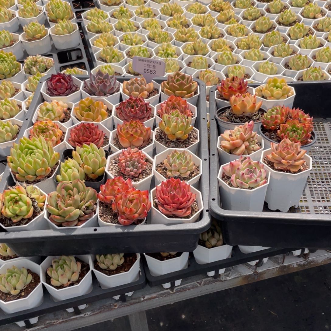 薇薇安园艺多肉0553