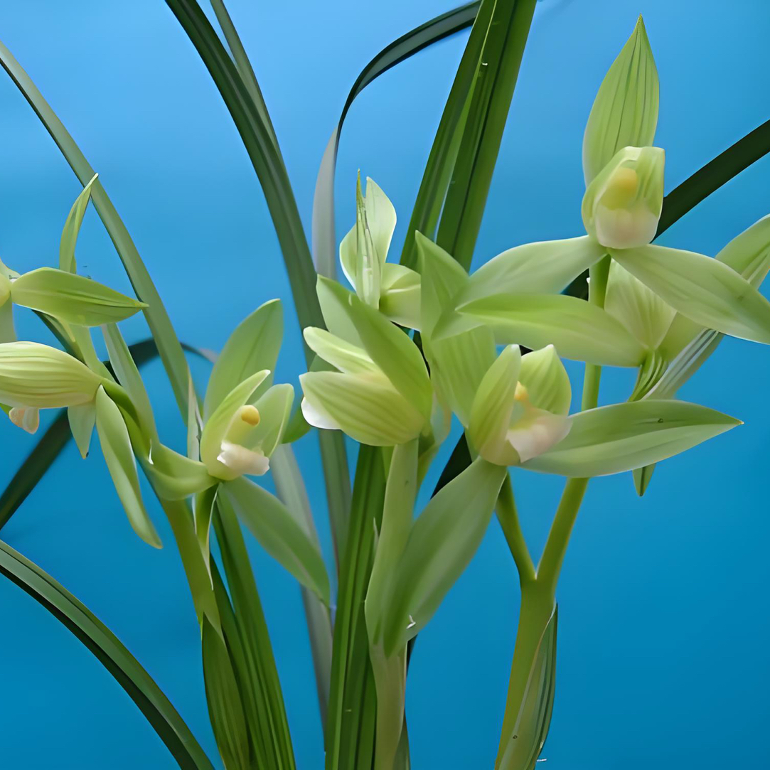 银杆素兰草带花苞兰花，春剑素心珍品，洁白透明室内室外皆宜兔耳兰