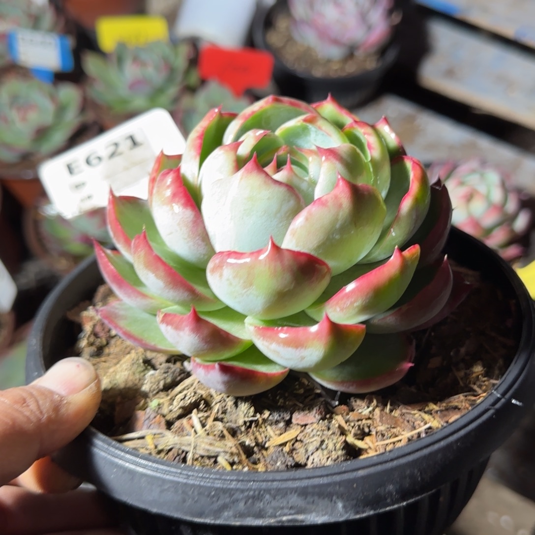 惊鸿一物一拍包装收缩花621