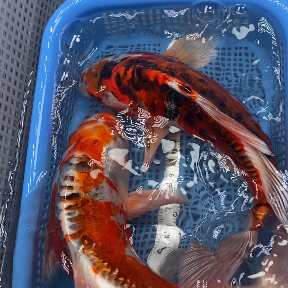 锦鲤冷水锦鲤包邮