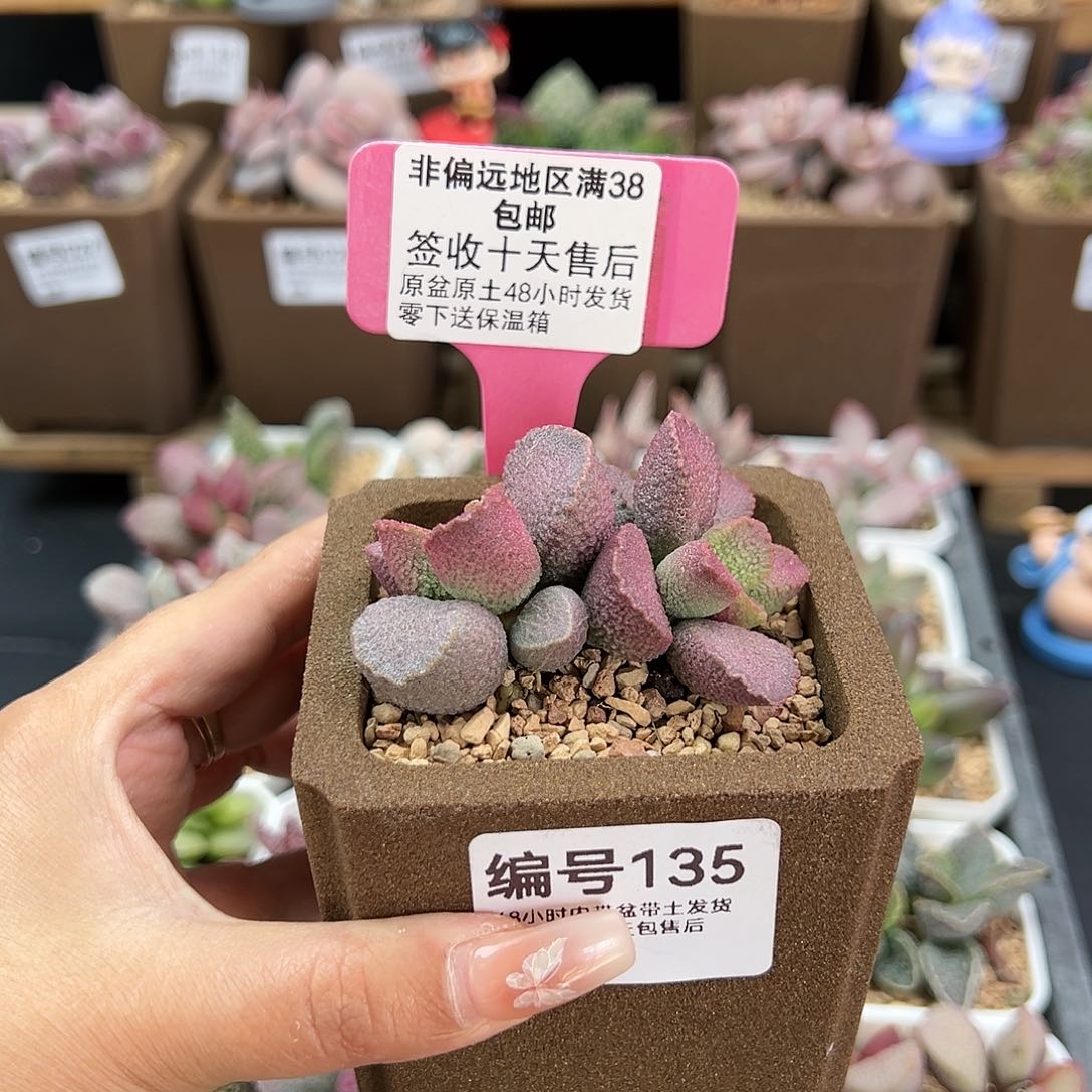 用****6135赛猪肝多肉植物