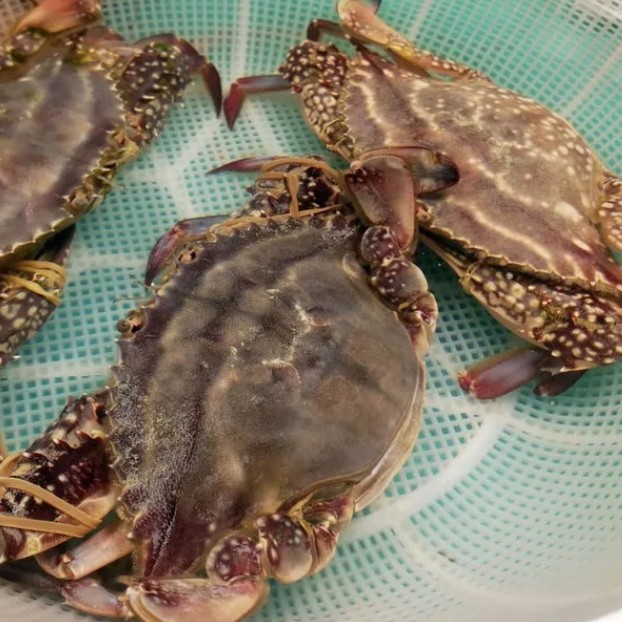 渤海硬籽海母（规格5两左右一只）3斤6-8只左右顺丰【保鲜不保活】