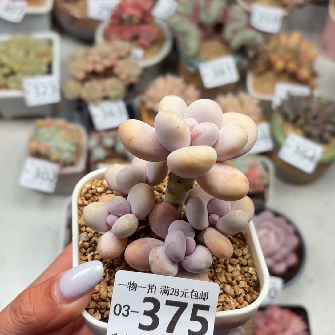 蛋黄奶无盆土发货无