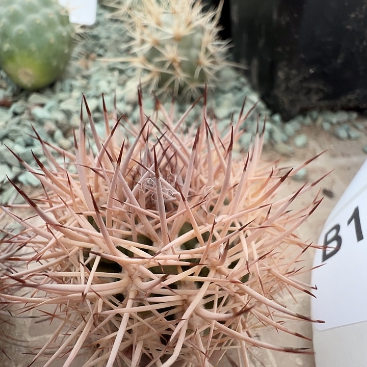 毁***人逆豹。苗接落地。   