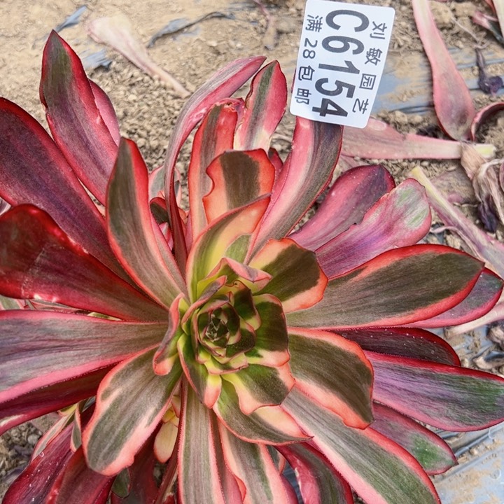 无毒锦多肉植物法师6154