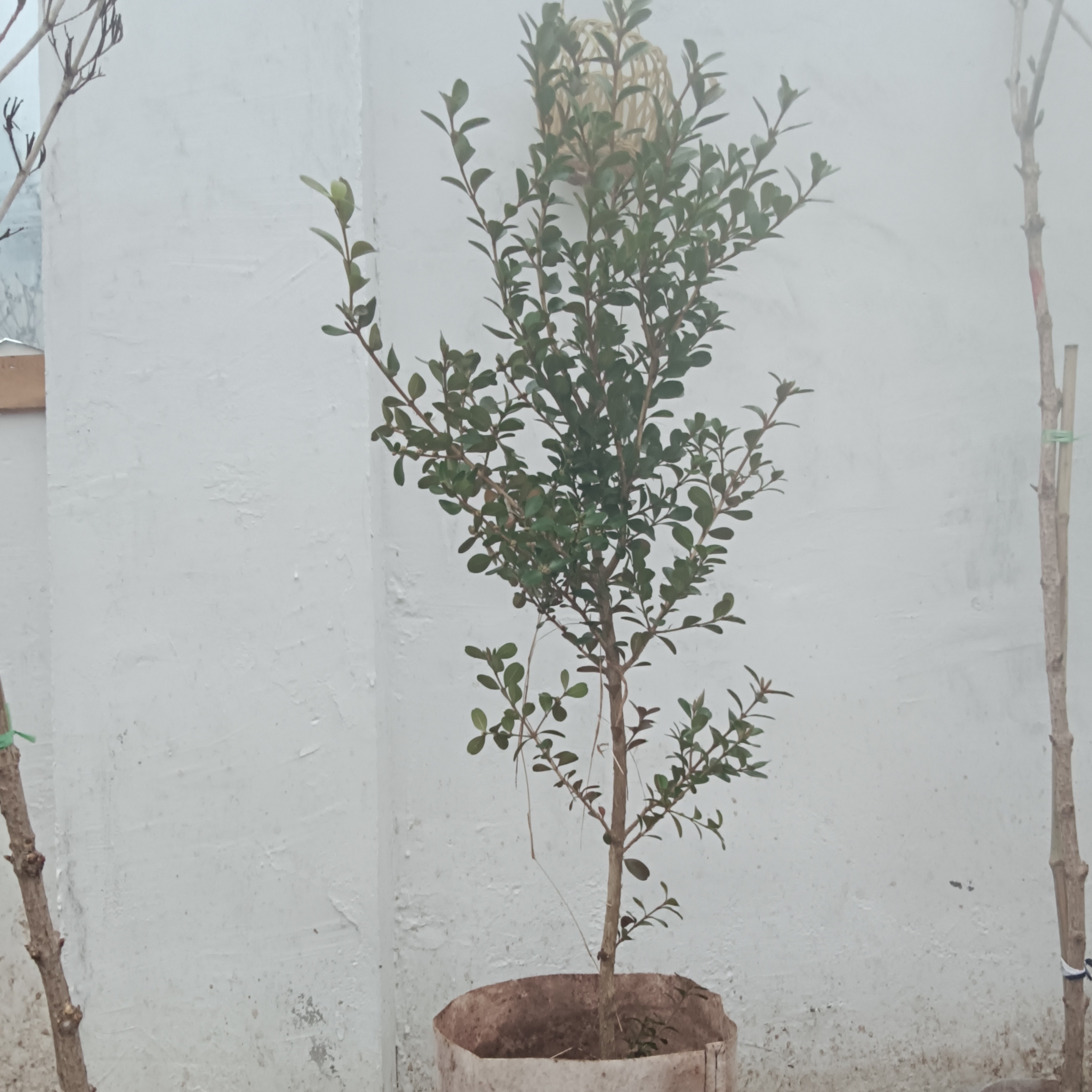 瓜子黄杨四季长青绿篱色块绿化美化