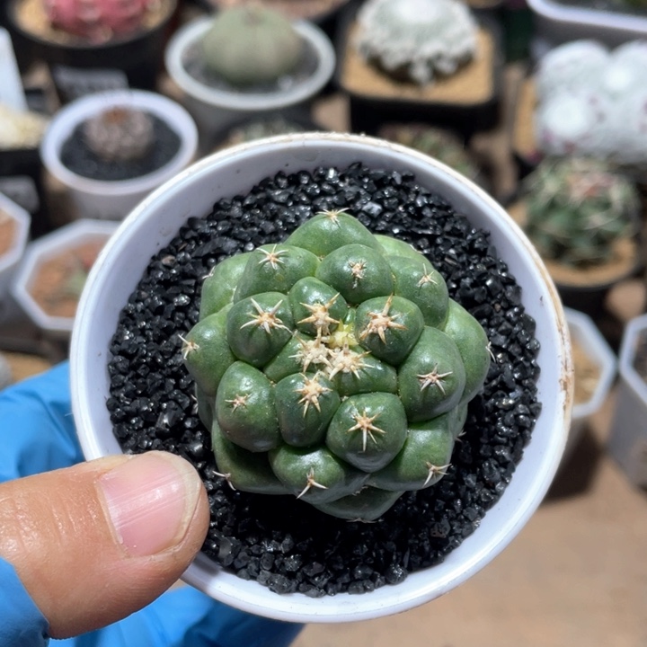 501短豪刺象牙仙人球