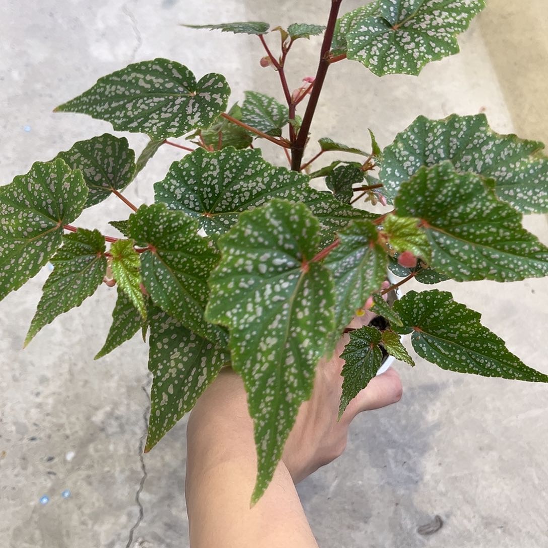 无花朵豆沙竹节 带保温