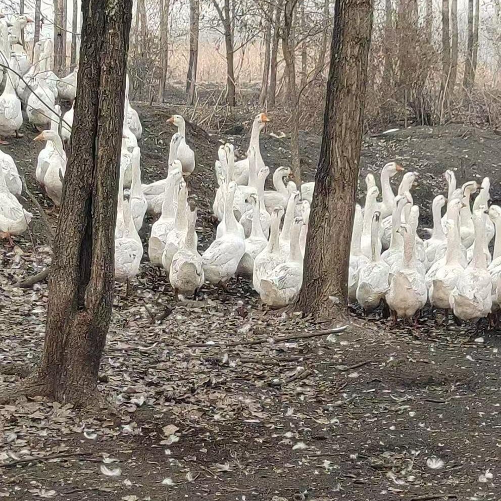 存农村散养大白鹅